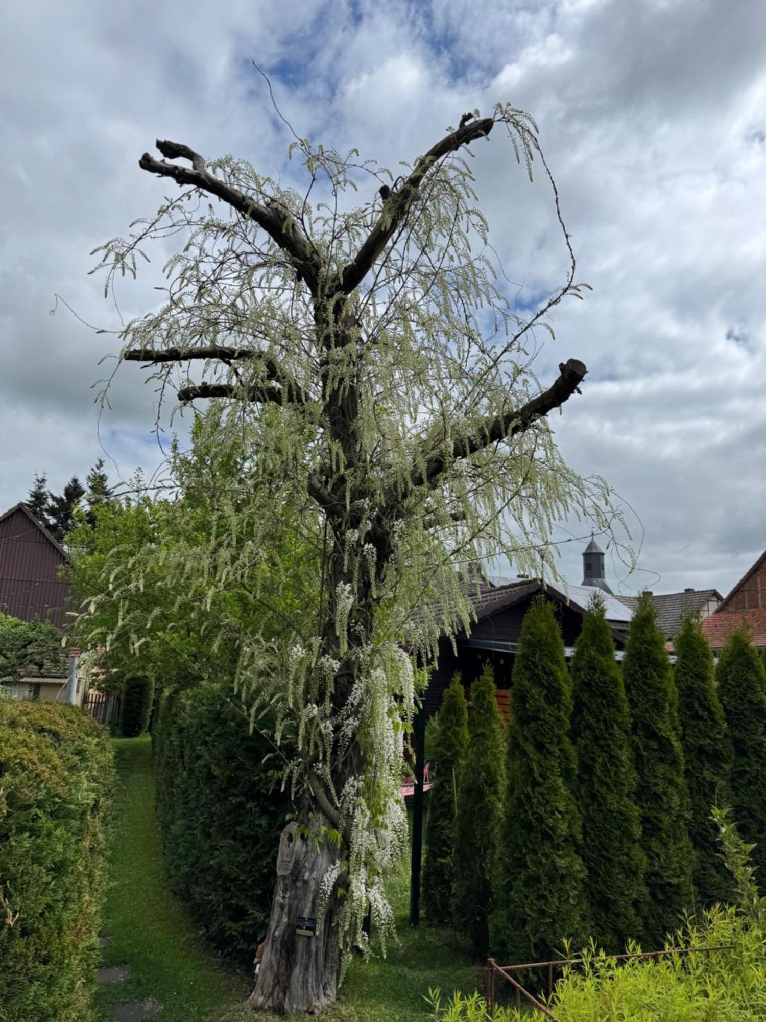 Ferienwohnung Am See Dillich - Ruhige Lage - Eigener Garten - Direkt Neben Einem Natursee Borken (Hessen) Exterior foto